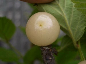 XE c y䂷炤߁z 1Nږؕc y\̔z11`12ח\