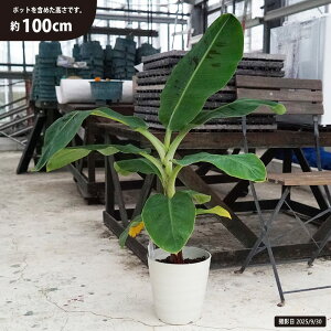 ϗtAɁIoii̖ yOڃoiiz tO[|bgc A 󂯎Mt ꌧY Mщʎ 蕨