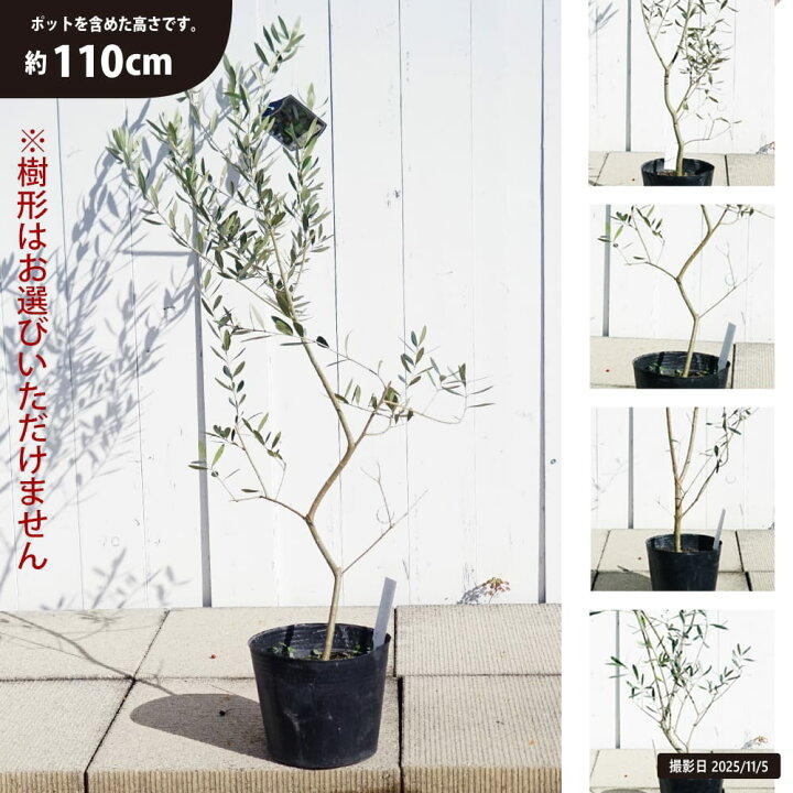 楽天市場】オリーブの木 【ルッカ】 3年生 挿し木 6号ポット苗 : 苗木 