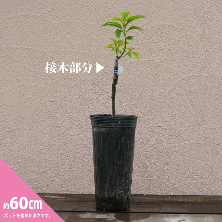 楽天市場】【メキシコーラ種】 アボカド Aタイプ 2年生接木苗 単品 or 