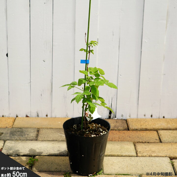 楽天市場 ボイセンベリー 5号ポット苗 苗木部 ｂｙ 花ひろばオンライン