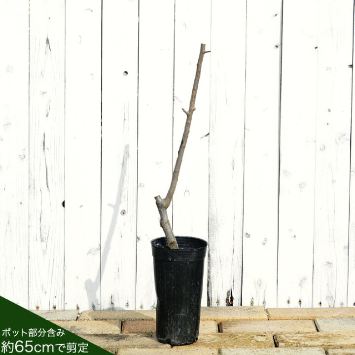 再入荷 大実ぐみ びっくりグミ接木苗木 Www Centralsupply Us