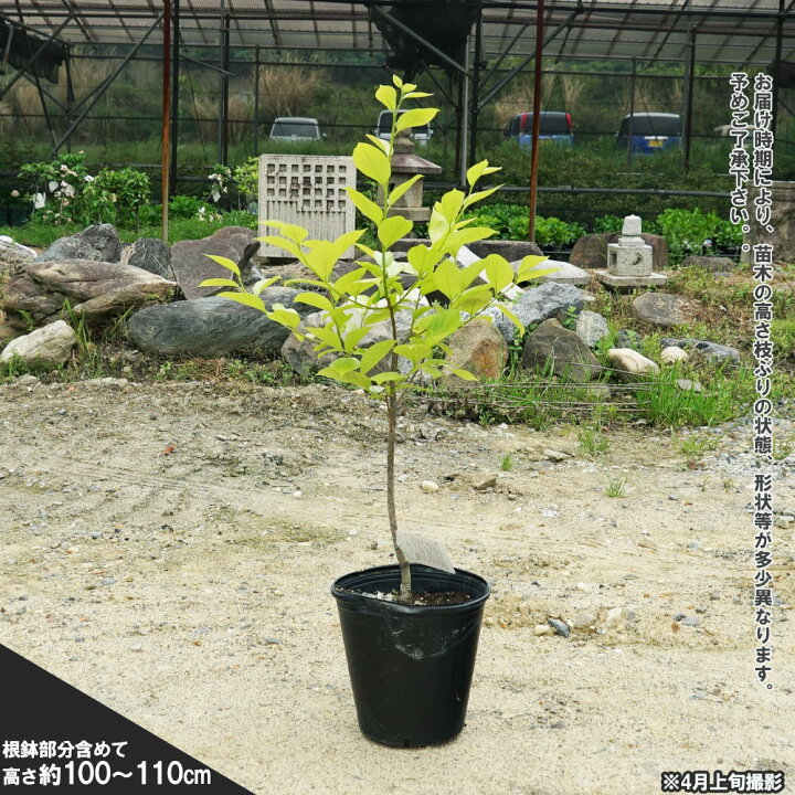 楽天市場】柿の苗木 【次郎柿】 完全甘柿 3年生接木大苗 1.1m苗 【産地 