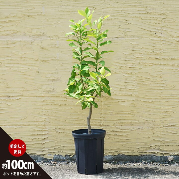 楽天市場】実つき 寒さに強いレモンの木 鉢植え 【リスボンレモン】 3 