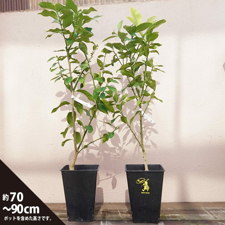 楽天市場】レモンの木 角鉢植えセット 【リスボンレモン＆アレン 