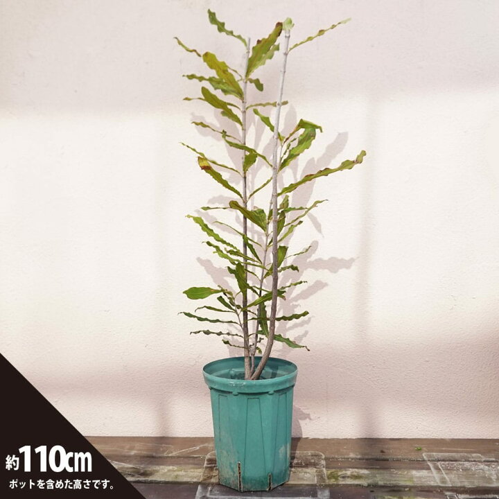 楽天市場】マカダミアナッツ バーモント種 取り木苗 7号スリット鉢植え 