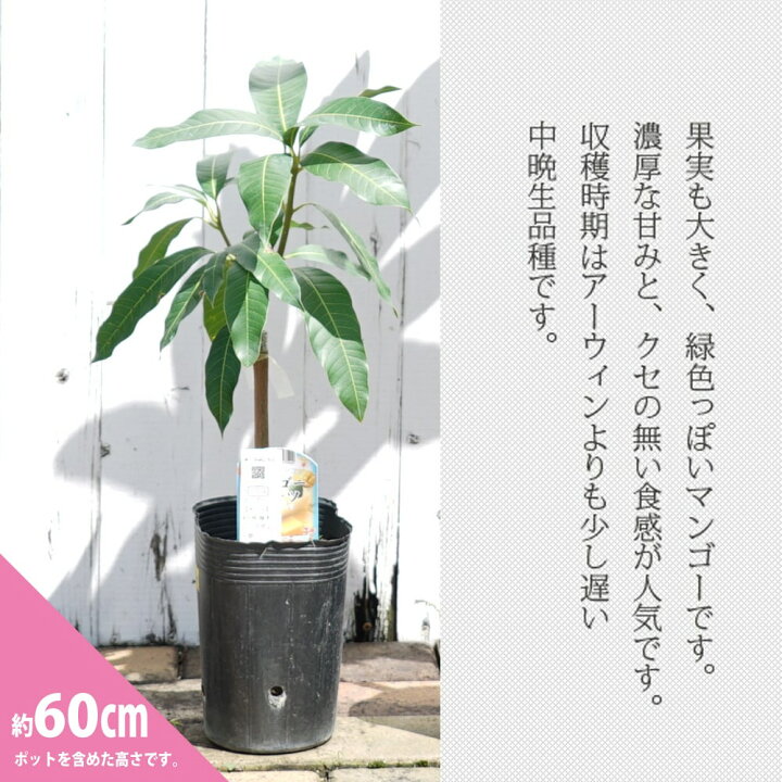 楽天市場】マンゴーの木 【キーツ】 1年生接木苗 4.5号ロングポット苗 