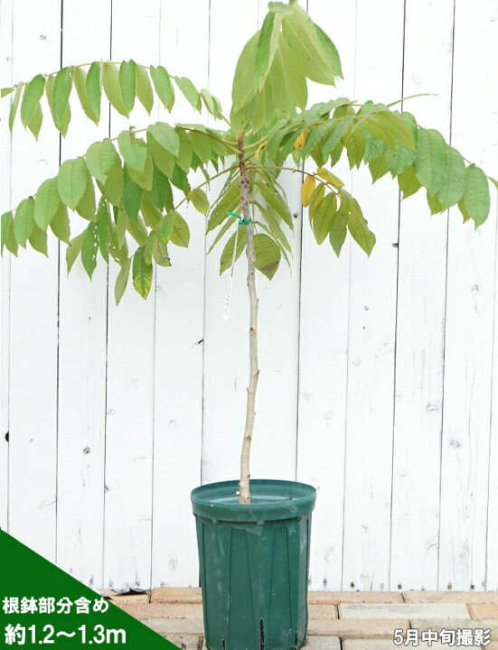 楽天市場 くるみの木 鬼胡桃 オニグルミ 2年生実生苗 スリット 鉢植え 限定販売 予約販売 11月下旬頃発送予定 苗木部 ｂｙ 花 ひろばオンライン