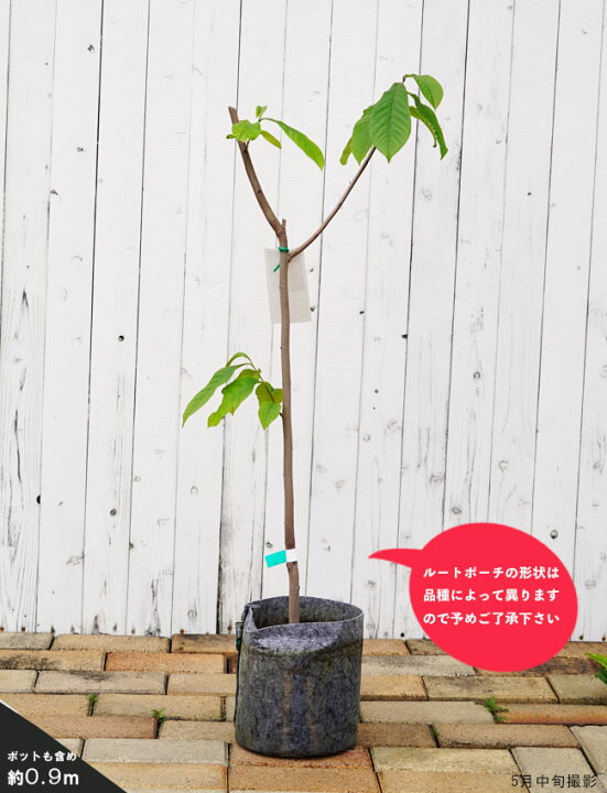 楽天市場 ミッチェル ポポー 2年生 接ぎ木 接ぎ木 苗 ルートポーチ植え 限定販売 苗木部 by 花ひろばオンライン 楽天市場 ミッチェル ポポー 2年生 接ぎ木 接ぎ木 苗 ルートポーチ植え 限定販売 苗木部 by 花ひろばオンライン