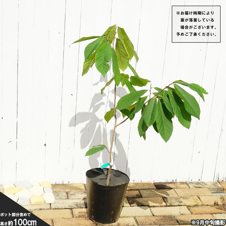 楽天市場】ポポー 苗木 【ウェールズ】 3年生接木大苗 : 苗木部 by 
