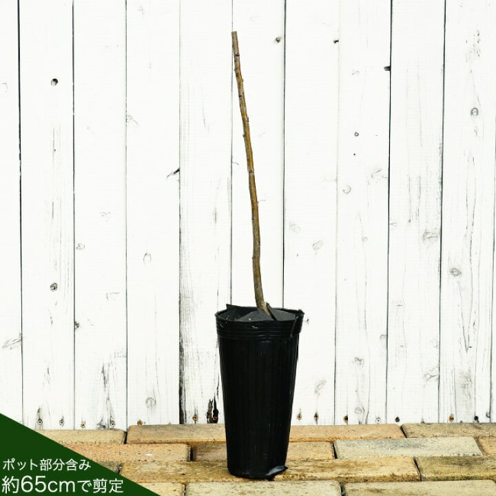 楽天市場 プルーン サンプルーン 1年生 接ぎ木 苗 苗木部 ｂｙ 花ひろばオンライン