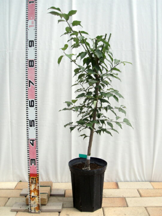 楽天市場 豊後梅 ぶんごうめ 実梅 うめ 2年生接木苗 ロングスリット 鉢植え 限定販売 苗木部 ｂｙ 花ひろばオンライン