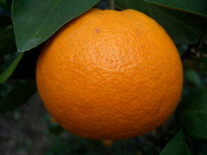 yXKGKgz 1Nږؕc y\̔z11`12ח\