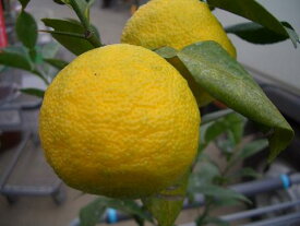 楽天市場 本柚子 木の通販