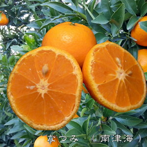 yÊC iȂ݁jz ݂ 3Nږؑc yYnř 1.0mcz