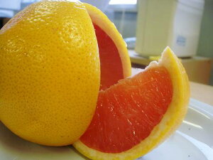 ピンク グレープフルーツ苗木【ルビー】 3年生接木大苗 【産地で剪定済 1.0m苗】 【予約販売】11月上旬頃入荷予定