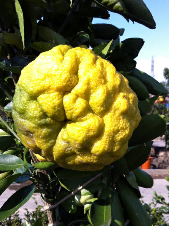 楽天市場 ゆず 苗木 獅子柚子 ししゆず シシユズ 2年生 接ぎ木 柑橘 果樹 果樹苗木 苗木部 ｂｙ 花ひろばオンライン