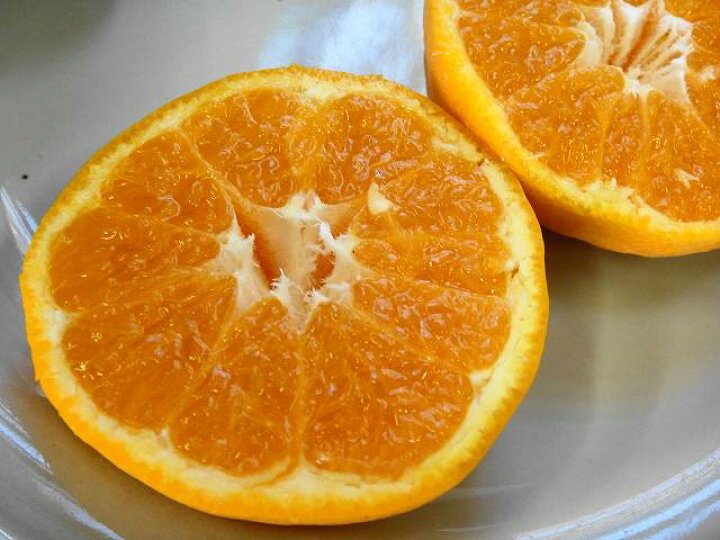 楽天市場 上野早生温州みかん うえのわせうんしゅう 2年生接ぎ木苗木 苗木部 by 花ひろばオンライン 楽天市場 上野早生温州みかん うえのわせうんしゅう 2年生接ぎ木苗木 苗木部 by 花ひろばオンライン