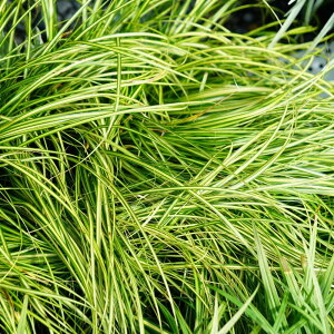 JbNX yGo[V[z 5|bgc o^iEio^