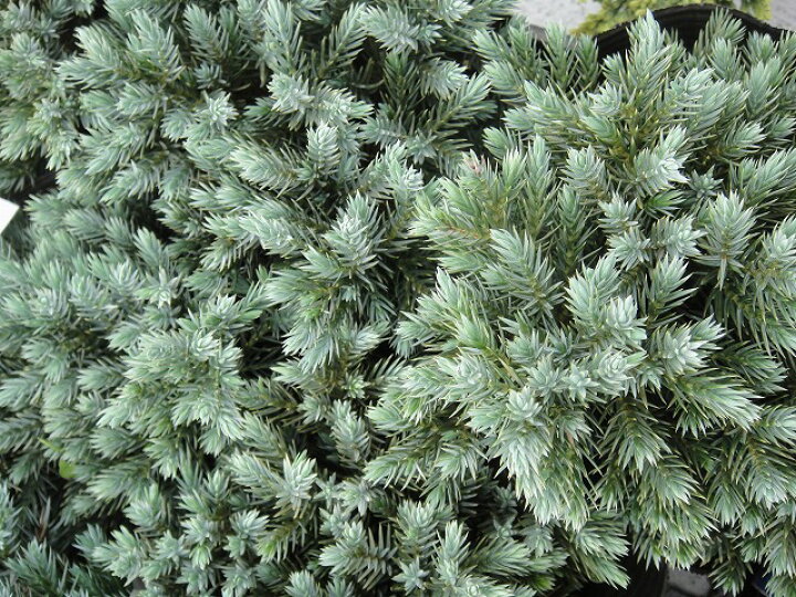 楽天市場 コニファー ブルースター 5号ポット苗 庭木 グランドカバー 苗木部 ｂｙ 花ひろばオンライン