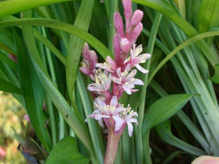 楽天市場 吉祥草 キチジョウソウ 5号ポット大苗 宿根草 苗 多年草 耐寒性 常緑 グランドカバー 日陰 苗木部 by 花ひろばオンライン 楽天市場 吉祥草 キチジョウソウ 5号ポット大苗 宿根草 苗 多年草 耐寒性 常緑 グランドカバー 日陰 苗木部 by 花ひろばオンライン