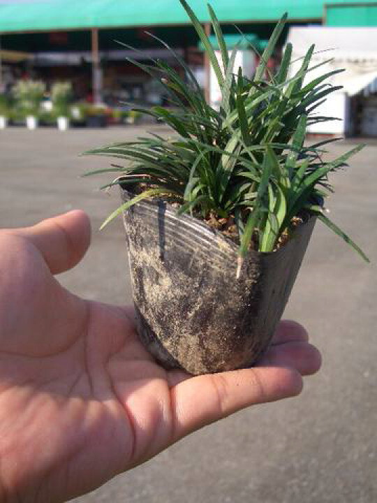 買い誠実 断然お得なグランドカバーセット 玉竜 タマリュウ ポットタイプ80個 お多福南天10個 送料無料 関東 東海 関西 北陸 信越に限り Nzcamping Com