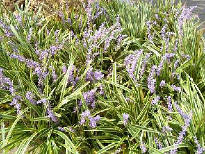 楽天市場 斑入りヤブラン リリオペ フイリヤブラン 根巻き大苗 宿根草 苗 多年草 耐寒性 常緑 グランドカバー 日陰 苗木部 by 花ひろばオンライン 楽天市場 斑入りヤブラン リリオペ フイリヤブラン 根巻き大苗 宿根草 苗 多年草 耐寒性 常緑 グランドカバー 日陰 苗木部 by 花ひろばオンライン