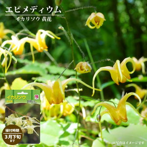 yz GsfBE i CJ\E j  y1z iAt3{܂Łj y\̔z11{ח\