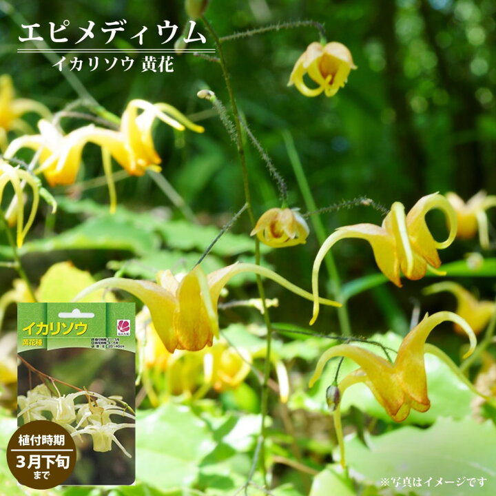 楽天市場 球根 エピメディウム イカリソウ 黄花 1株入 植え付け時期3月下旬まで 苗木部 ｂｙ 花ひろばオンライン
