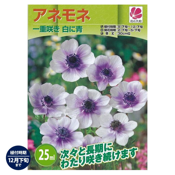 楽天市場 アネモネ 一重咲き 白に青 35ｍｌ 球根 植え付け時期12月下旬まで 苗木部 ｂｙ 花ひろばオンライン