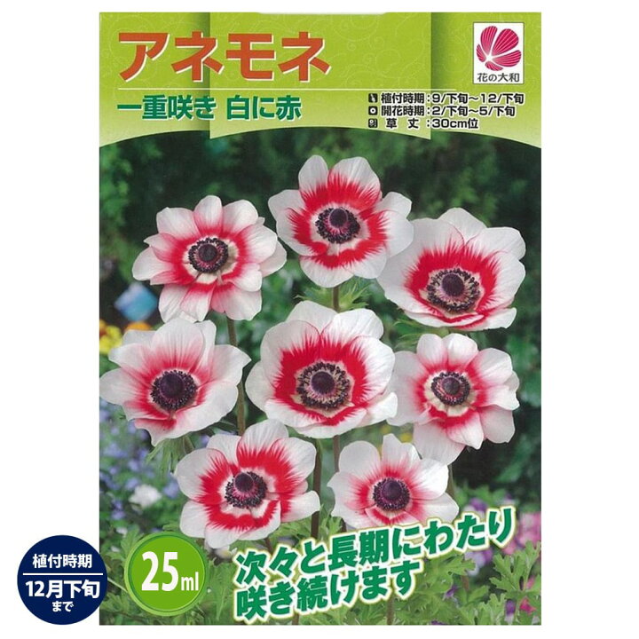 楽天市場 アネモネ 一重咲き 白に赤 35ｍｌ 球根 植え付け時期12月下旬まで 苗木部 ｂｙ 花ひろばオンライン