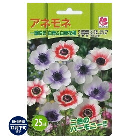 【アネモネ】 一重咲き 白青&白赤 （25ml） 球根 （植え付け時期12月下旬まで） 【予約販売】8月下旬以降入荷予定