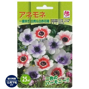 yAllz d炫 & i25mlj  iAt12{܂Łj