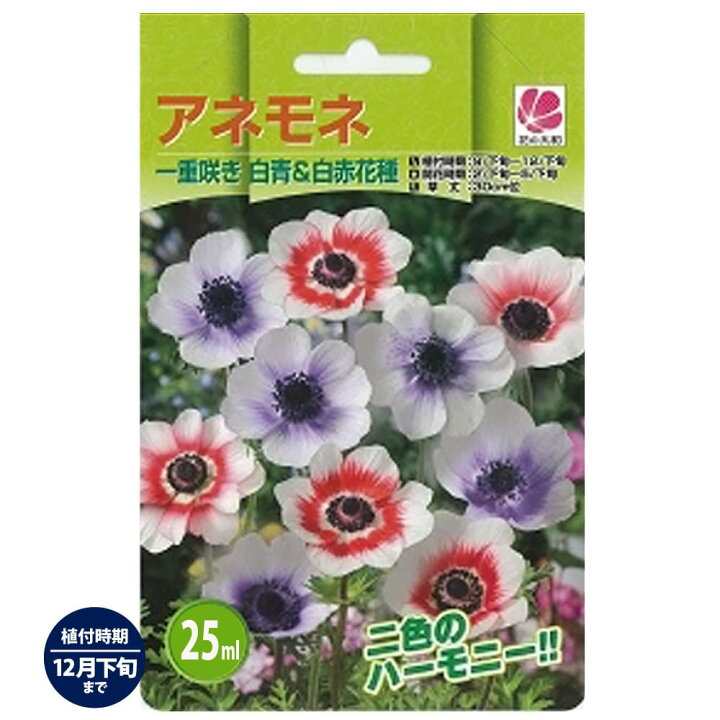 楽天市場 アネモネ 一重咲き 白青 白赤 35ｍｌ 球根 植え付け時期12月下旬まで 苗木部 ｂｙ 花ひろばオンライン