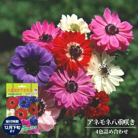 【アネモネ】 八重咲き混合 （50ml） 球根 （植え付け時期12月下旬まで） 【予約販売】8月下旬以降入荷予定