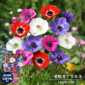 【アネモネ】 一重咲き 混合 （50ml） 球根 （植え付け時期12月下旬まで） 【予約販売】8月下旬以降入荷予定