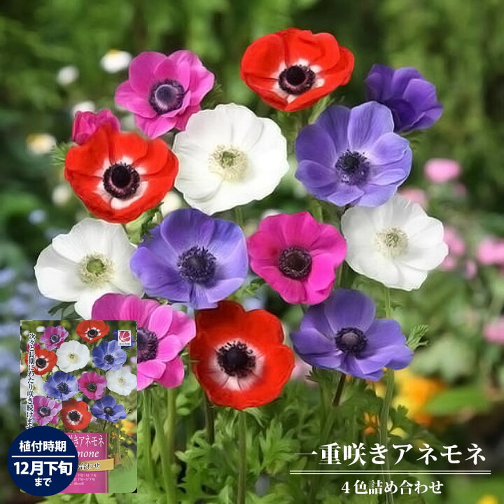 楽天市場 アネモネ 一重咲き 4色詰め合わせ 60ｍｌ 球根 植え付け時期12月下旬まで 苗木部 ｂｙ 花ひろばオンライン