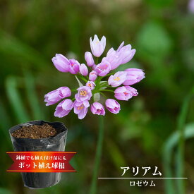 楽天市場 球根 アリウムの通販