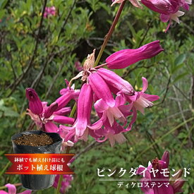 楽天市場 植えっぱなし 球根 ヒヤシンスの通販