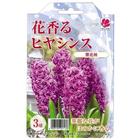 【球根】 花香るヒヤシンス 紫花 【3球入】（植え付け時期12月下旬まで）