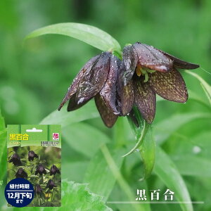 yVX[p[Z[Ώۏi ySz   i2j iAt9`12{j