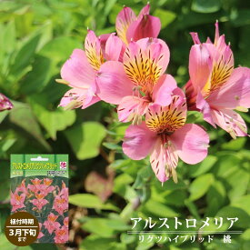 楽天市場 秋植え 宿根草の通販