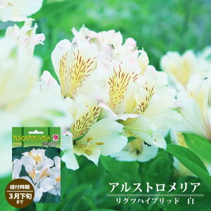 球根 アルストロメリアの人気商品 通販 価格比較 価格 Com