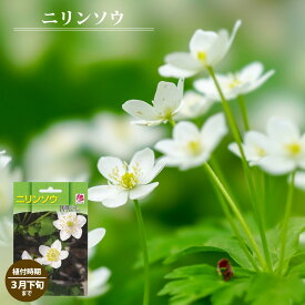 二輪草（ニリンソウ） 袋詰め宿根草 （1株入） （植え付け時期3月下旬まで） 【予約販売】11月下旬頃発送予定。