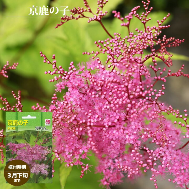 楽天市場 京鹿の子 赤花種 袋詰め宿根草 1株入 植え付け時期3月下旬まで 苗木部 ｂｙ 花ひろばオンライン