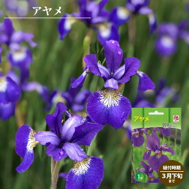 楽天市場 アヤメ 球根の通販