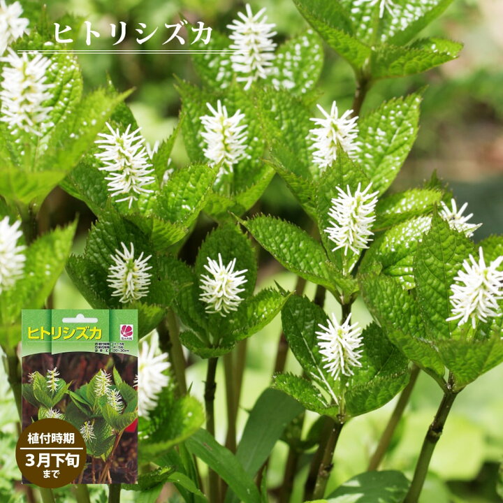 楽天市場 ヒトリシズカ 袋詰め宿根草 1株入 植え付け時期3月下旬まで 予約販売 11月下旬頃発送予定 苗木部 ｂｙ 花ひろばオンライン