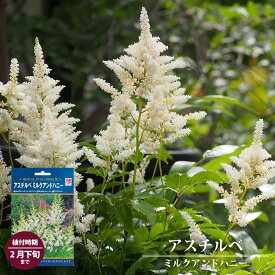 楽天市場 アスチルベ ピンクの通販