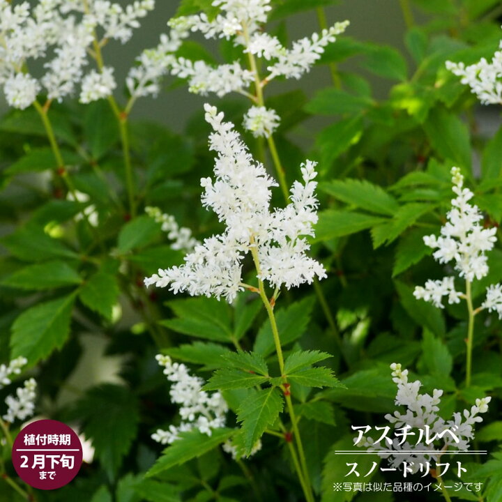 楽天市場 球根 アスチルベ スノードリフト 1株入 植え付け時期2月下旬まで 予約販売 12月中旬頃発送予定です 苗木部 ｂｙ 花 ひろばオンライン