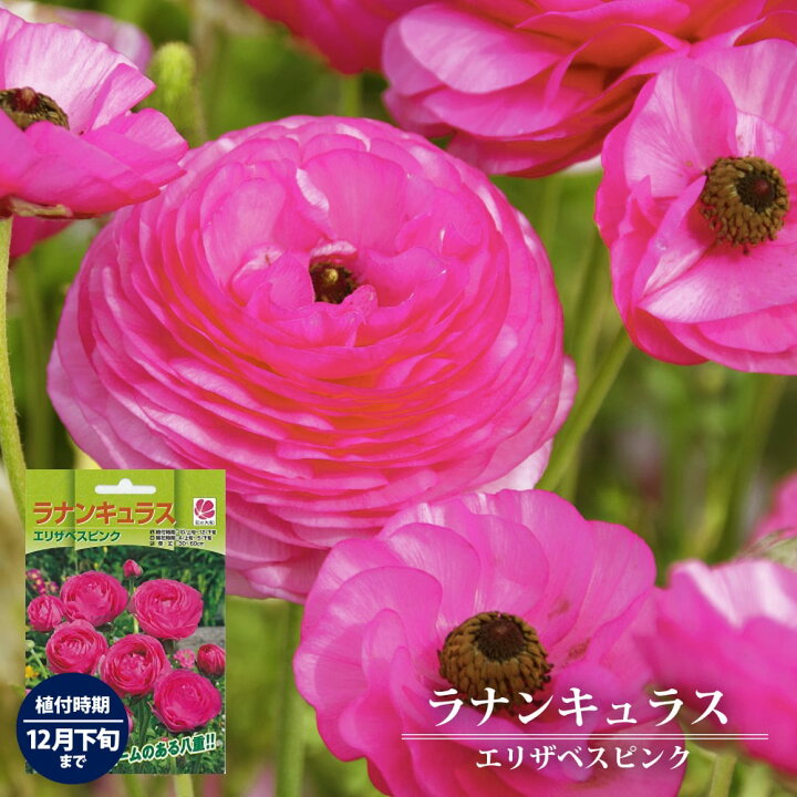 楽天市場 ラナンキュラス エリザベスピンク 6球入り 球根 植え付け時期12月下旬まで 苗木部 ｂｙ 花ひろばオンライン